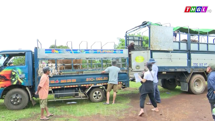 TP Pleiku trao 56 con bò và heo giống cho hộ nghèo