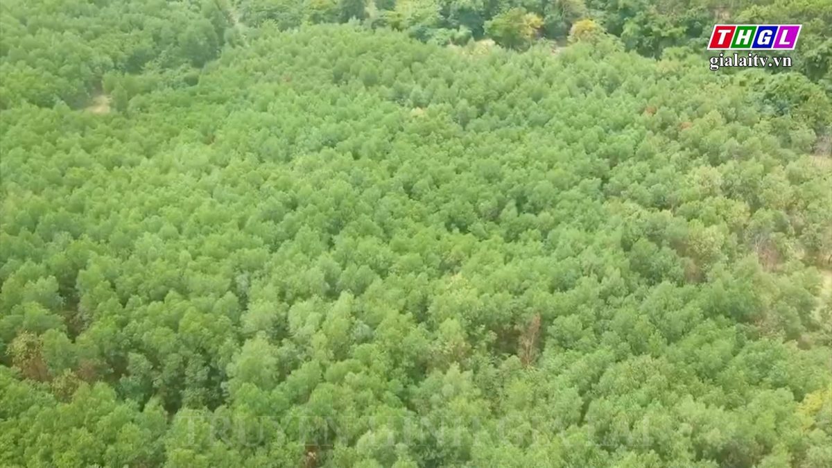 Hơn 1.294 tấn gạo hỗ trợ hộ nghèo tham gia trồng rừng sản xuất, rừng phòng hộ tại Gia Lai