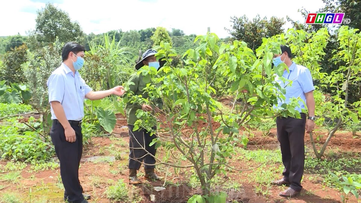 Tỉnh Gia Lai đã thu hút được 50 dự án đầu tư vào lĩnh vực trồng trọt