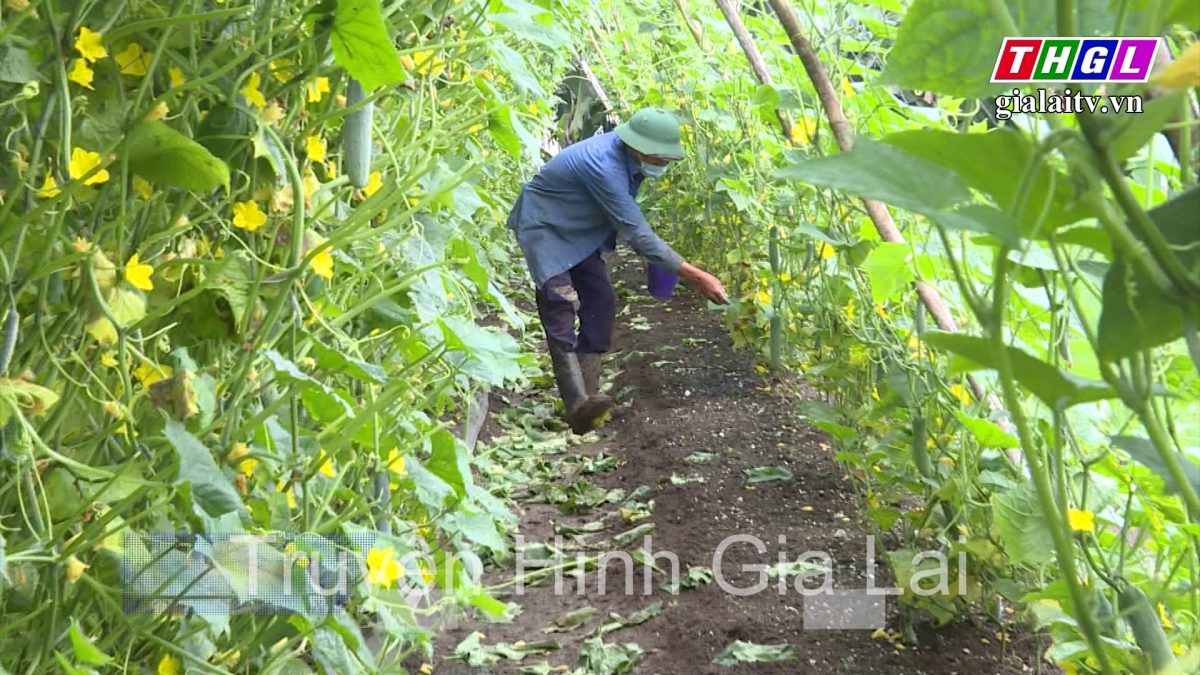 Giá phân bón giảm – Người dân giảm chi phí đầu tư