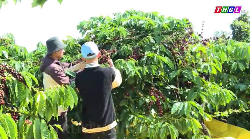 Cả nông dân và doanh nghiệp trong nước đều không được hưởng lợi giá cà phê tăng