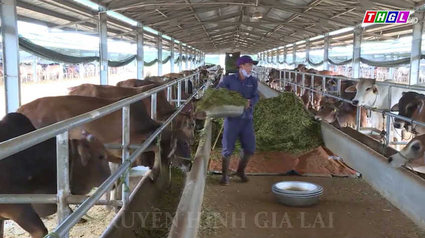 Gia Lai: Chăn nuôi theo hình thức công nghiệp, trang trại chiếm gần 29%