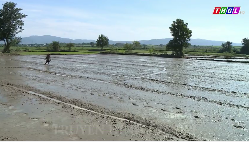 Gia Lai đã gieo trồng được hơn 121.950 ha cây trồng vụ Mùa năm 2023