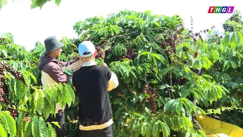 Nhiều nông dân tiếc nuối khi giá cà phê tăng cao kỷ lục