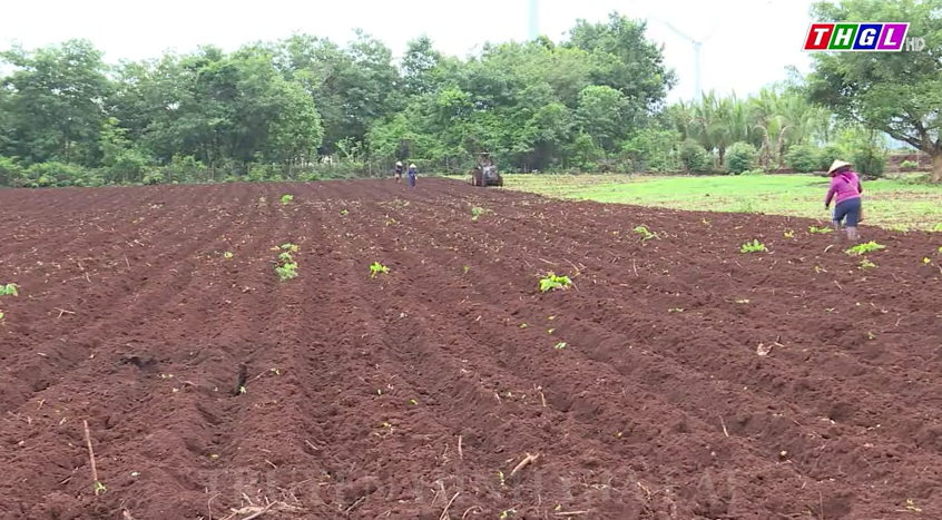 Tập trung xuống giống cây trồng vụ Mùa 2023