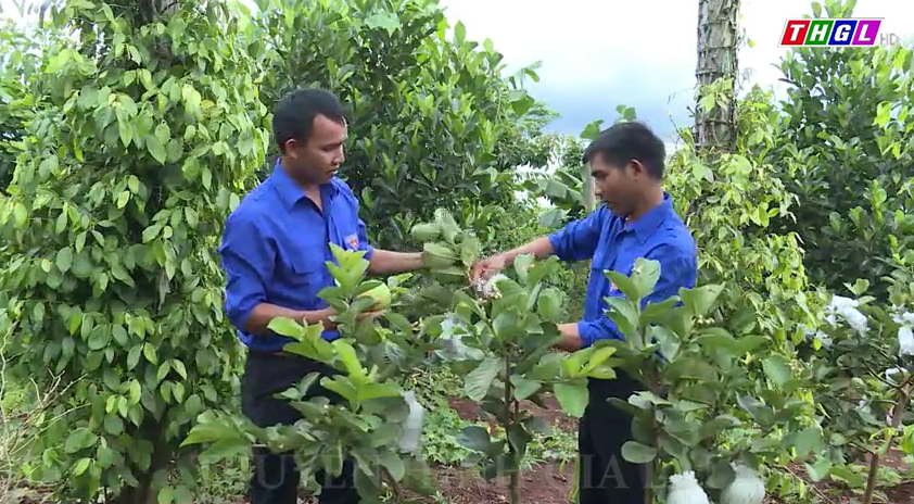 Thanh niên Gia Lai liên kết hỗ trợ nhau phát triển kinh tế