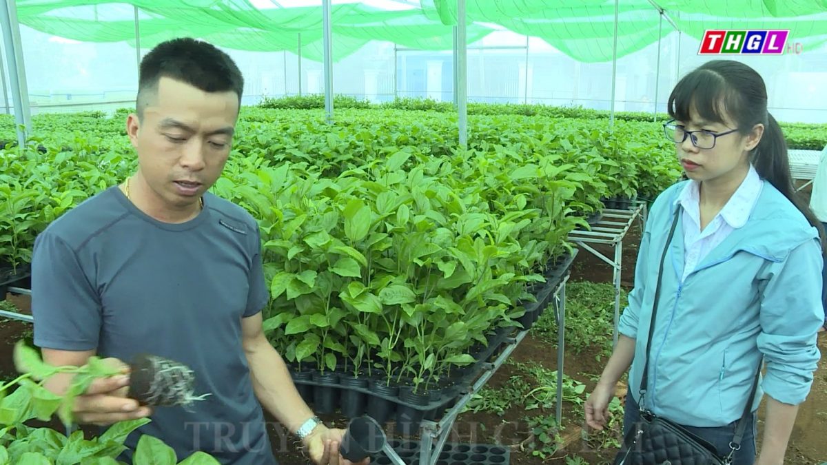 Hiệu quả của mô hình trồng chanh dây thực sinh