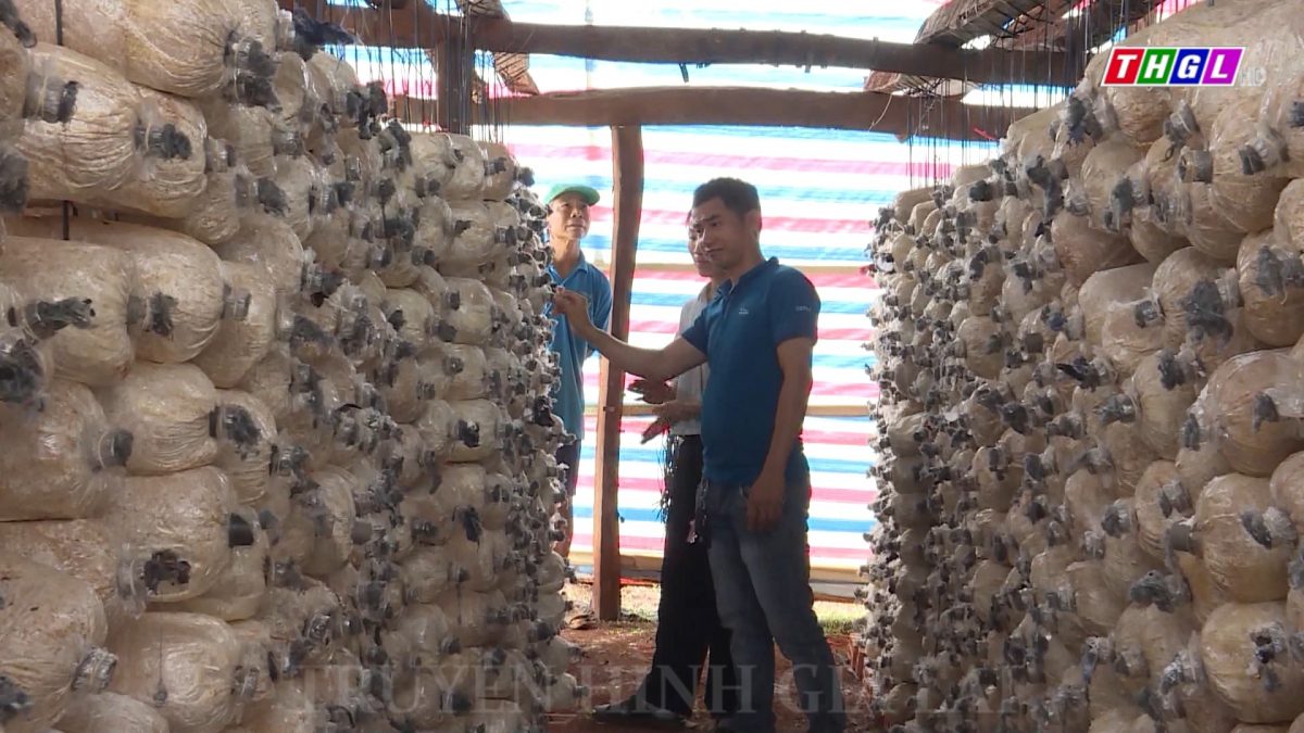 Nông dân xã Ia Phang tích cực chuyển đổi cơ cấu cây trồng, vật nuôi