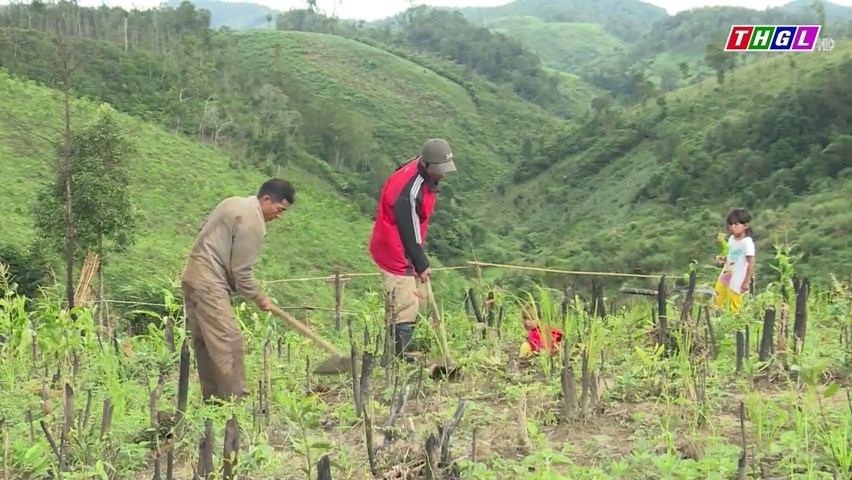 Gia Lai: Chỉ tiêu trồng rừng hàng năm đạt và vượt kế hoạch đề ra