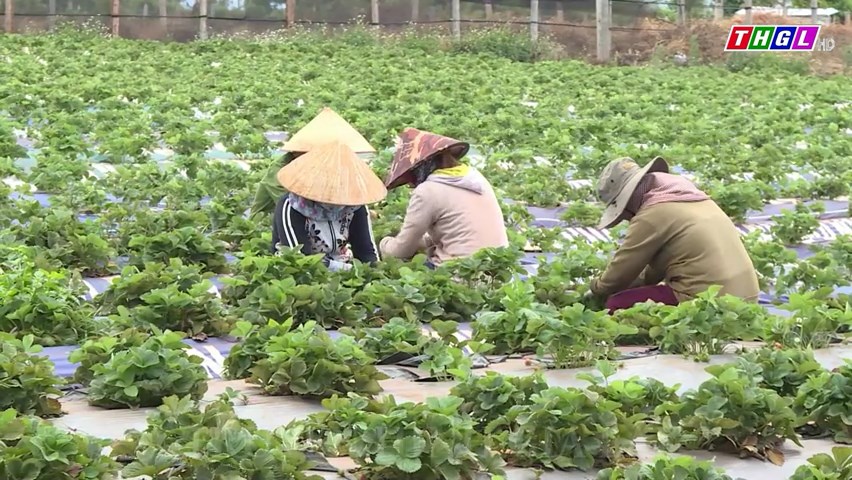 Gia Lai: Hơn 51,3 tỷ đồng hỗ trợ để hợp tác xã hoàn thiện giai đoạn 2021-2025