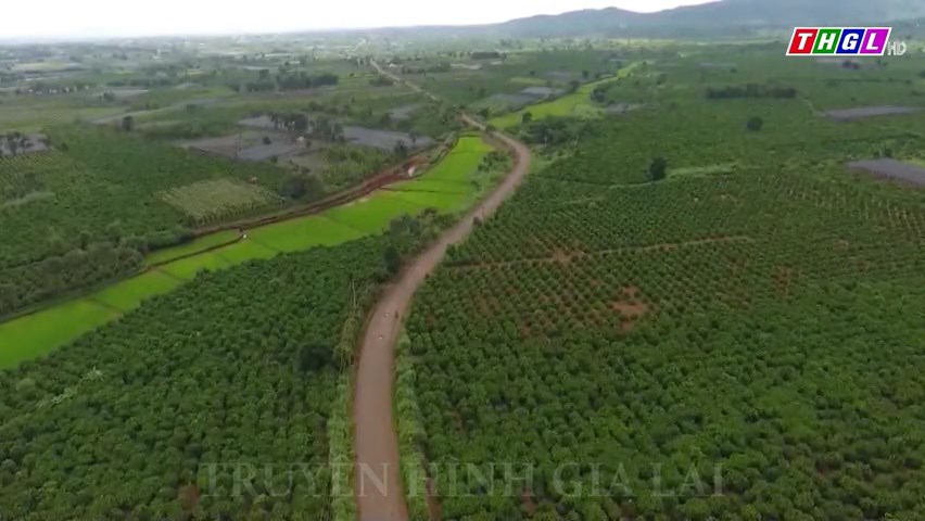 Gia Lai thu hút đầu tư được 291 dự án trồng trọt, chăn nuôi và trồng rừng