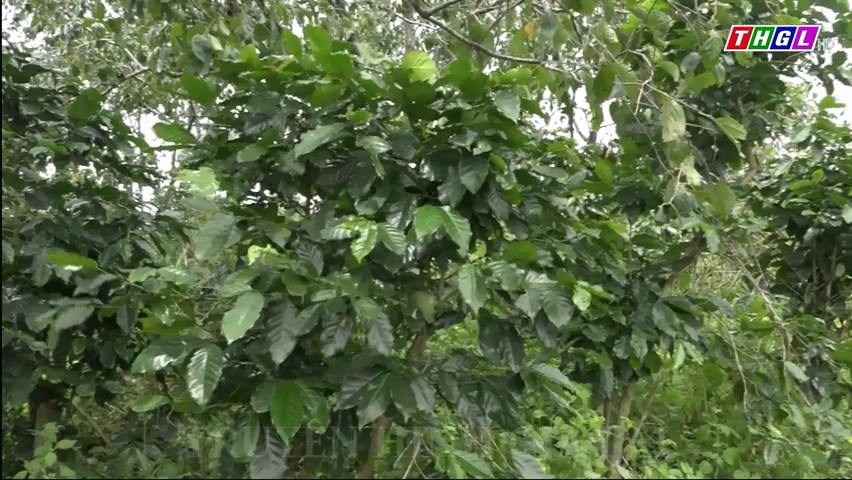 Hỗ trợ 3.000 nông hộ sản xuất cà phê bền vững tại tỉnh Lâm Đồng