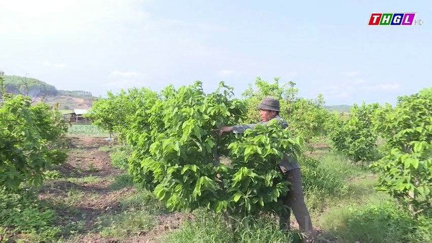 Hội Nông dân huyện Đak Pơ phối hợp thực hiện 7 mô hình, dự án ứng dụng khoa học công nghệ trong sản xuất nông nghiệp