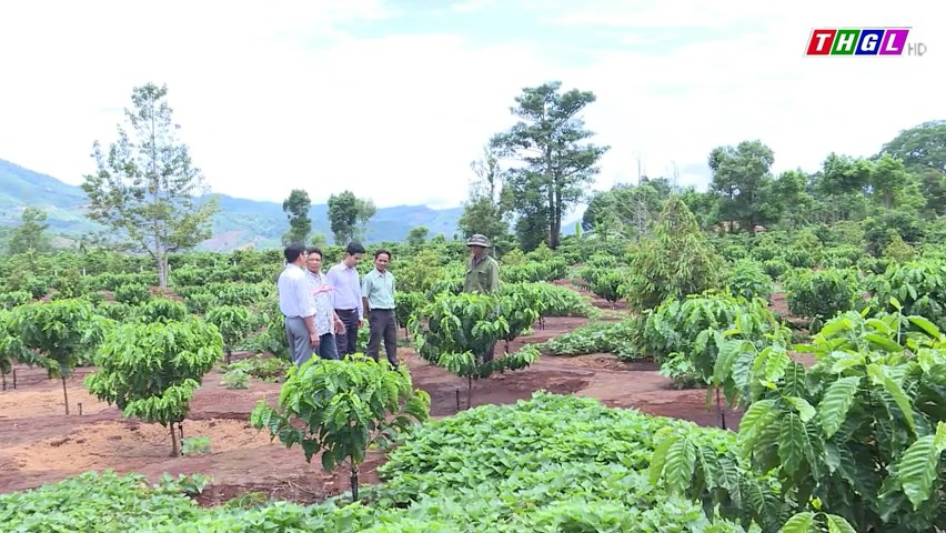 Huyện Chư Păh chú trọng nâng cao chất lượng cà phê