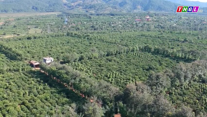 Huyện Chư Păh có hơn 1.500 ha cây trồng ứng dụng công nghệ cao trong sản xuất