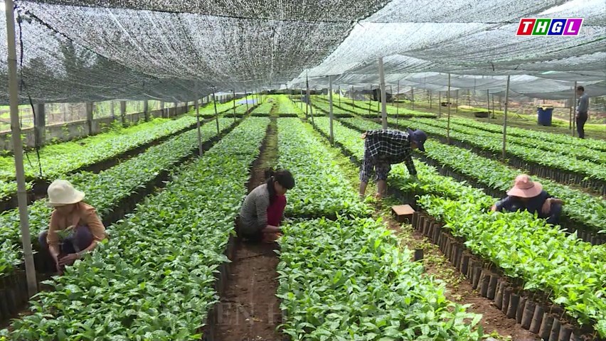Huyện Chư Pưh tái canh hơn 29 ha cà phê