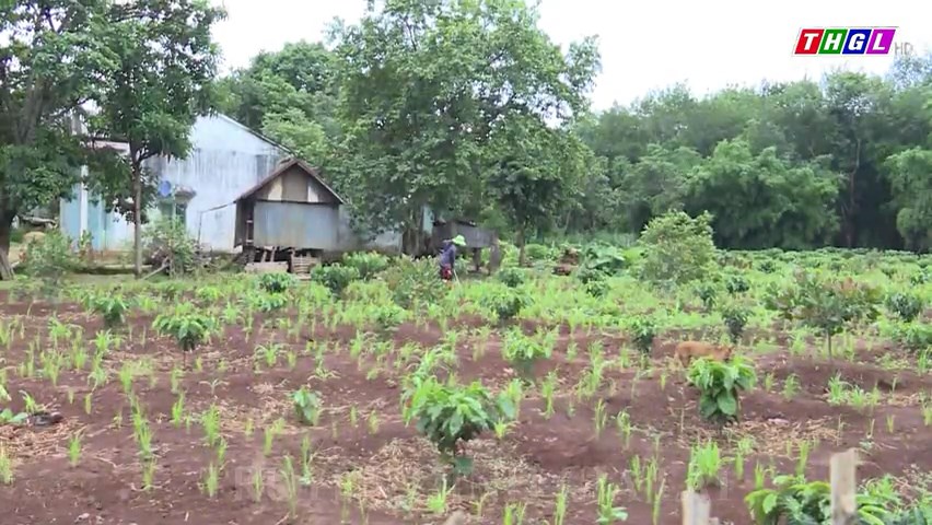 Huyện Đức Cơ triển khai công tác gieo ươm hơn 80.000 cây cà phê giống phục vụ việc trồng tái canh hơn 72 ha