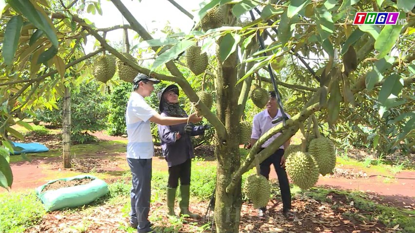 Huyện Ia Grai xây dựng 2 mã số vùng trồng sầu riêng với diện tích gần 30 ha