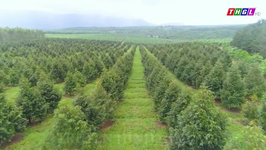 Khuyến cáo nông dân cẩn trọng trước hiện tượng giá sầu riêng bất ngờ tăng cao