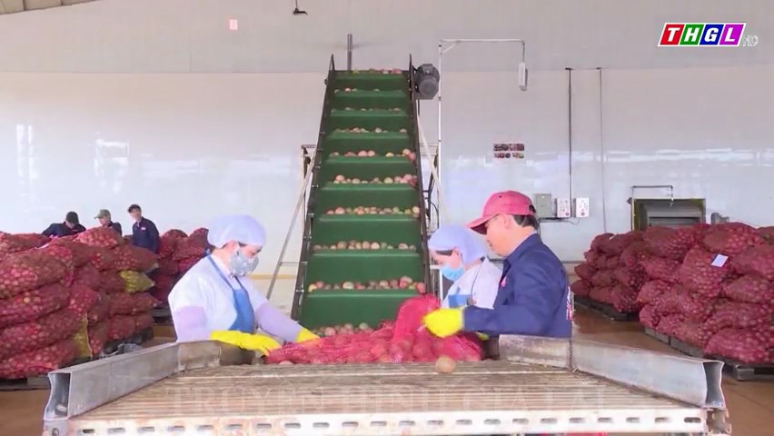 Kim ngạch xuất khẩu của tỉnh Gia Lai tăng qua từng năm