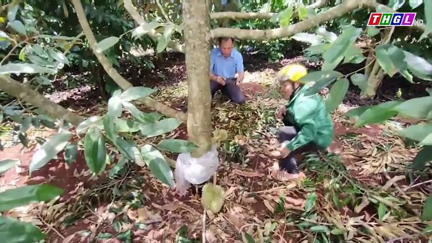 Một hộ dân bị kẻ xấu cạo vỏ gốc, phá hoại 27 cây sầu riêng đang chuẩn bị cho thu hoạch