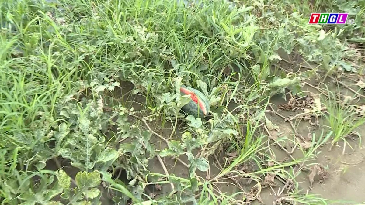 Thiệt hại gần 4,8 tỷ đồng do mưa lớn gây ra