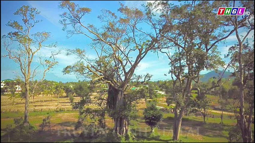 Xử lý Ké cổ thụ đã chết và nghiên cứu bảo quản, trưng bày tại di tích Tây Sơn Thượng đạo