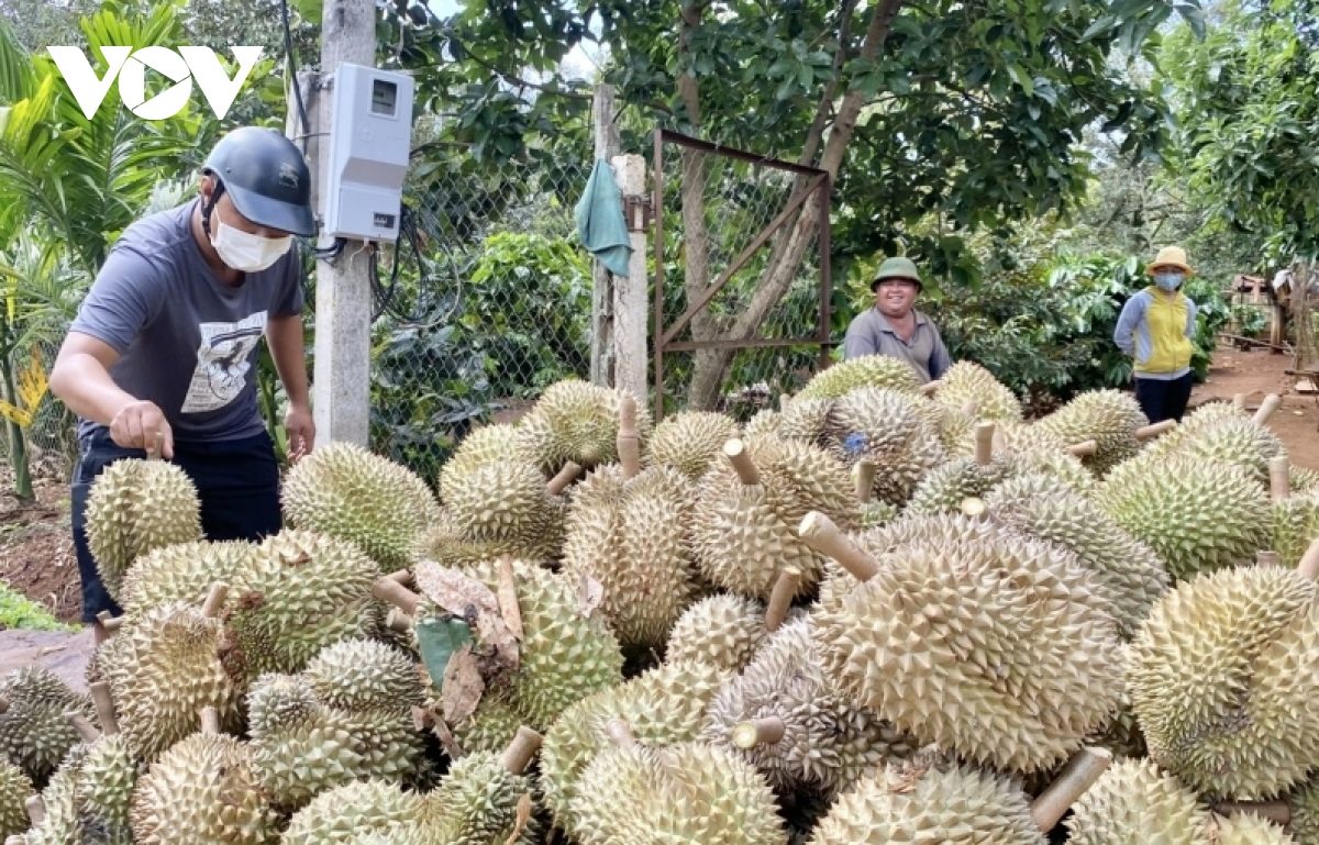 Giá sầu riêng tăng cao, Đắk Lắk dự kiến có mùa bội thu kỷ lục