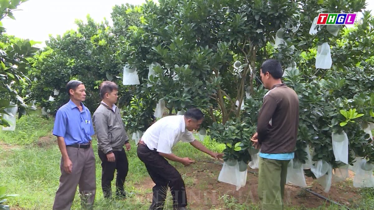 Những lợi thế cạnh tranh về phát triển cây ăn quả