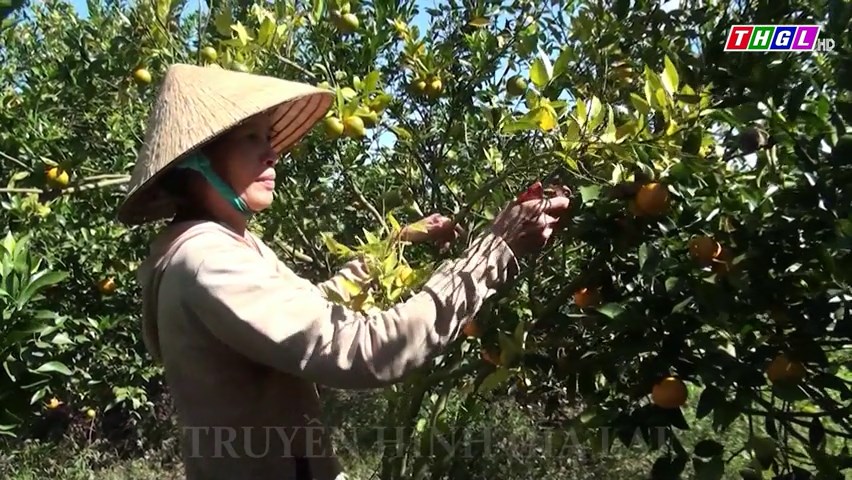 Nông dân Cư An chủ động chuyển đổi cơ cấu cây trồng