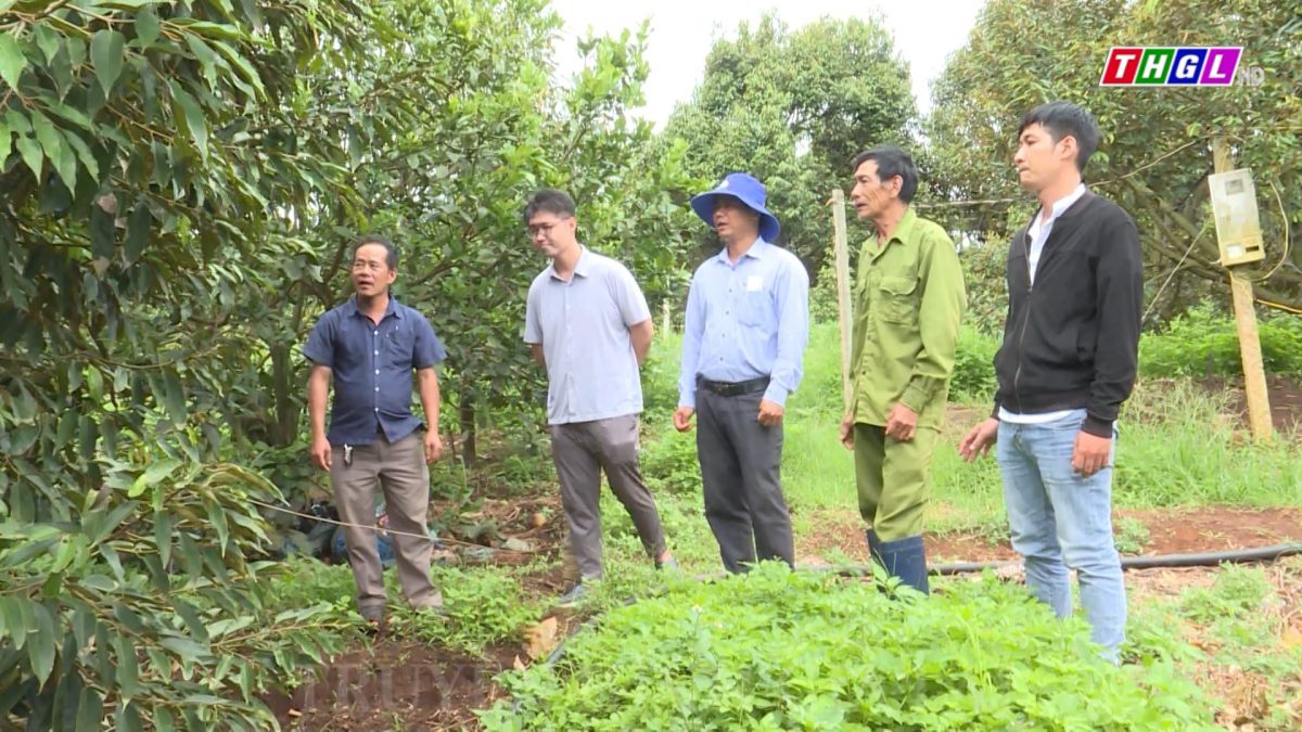 Phát triển sản xuất theo mô hình liên kết với hợp tác xã