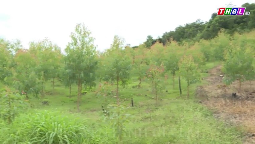 Huyện Đak Pơ hoàn thành chỉ tiêu trồng rừng năm 2023