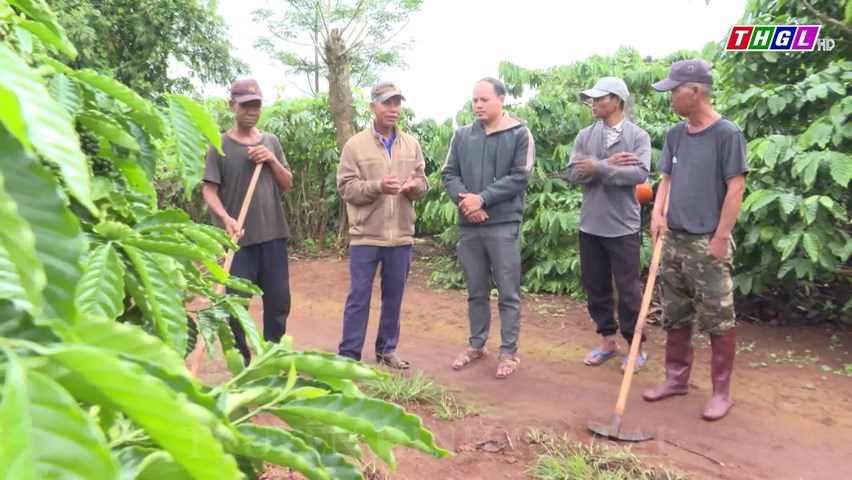 Nhân rộng mô hình vườn cà phê cộng đồng