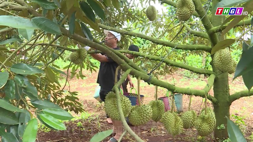 Nông dân Chư Prông phấn khởi vì sầu riêng được giá