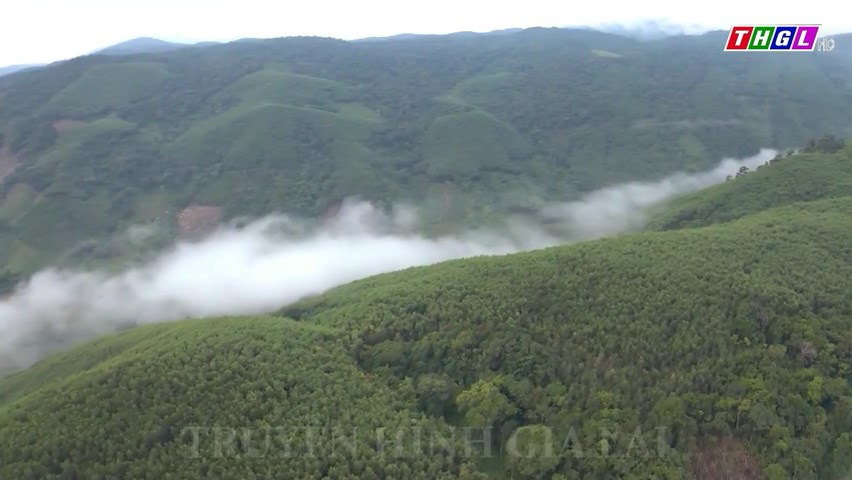 Gia Lai: Sản lượng khai thác gỗ rừng trồng bình quân đạt 156.000 m3 mỗi năm