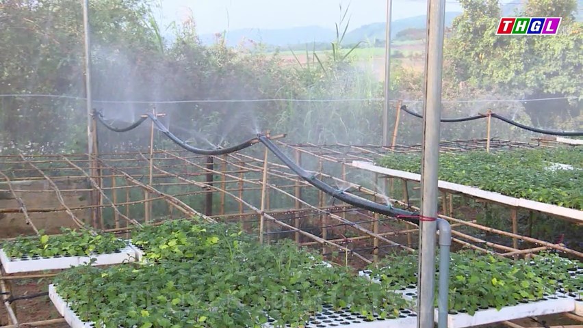 Cây cà gai leo tạo sinh kế mới cho đồng bào Bahnar ở làng Pơ Nang, xã Tú An, thị xã An Khê