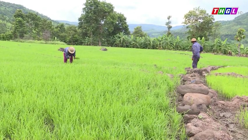 Tăng thu nhập cho đồng bào DTTS ở xã Bar Maih, huyện Chư Sê nhờ cây chuối mốc