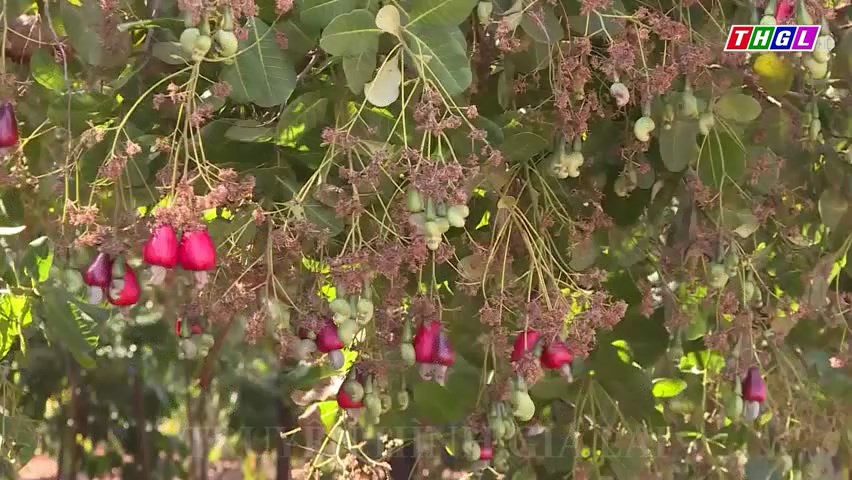 Cây điều giúp bà con DTTS ở huyện biên giới Đức Cơ xóa đói giảm nghèo