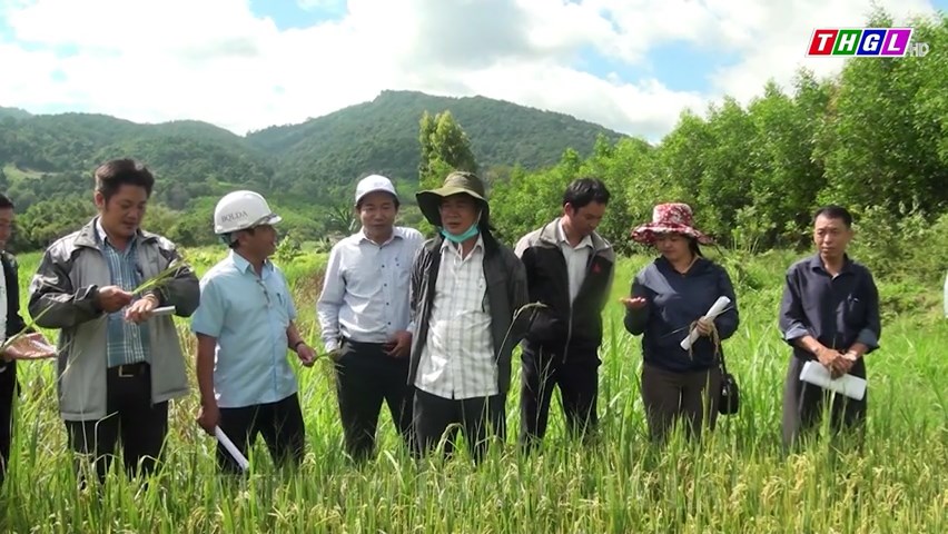 Đak Pơ nghiệm thu mô hình giống lúa mới BĐR27