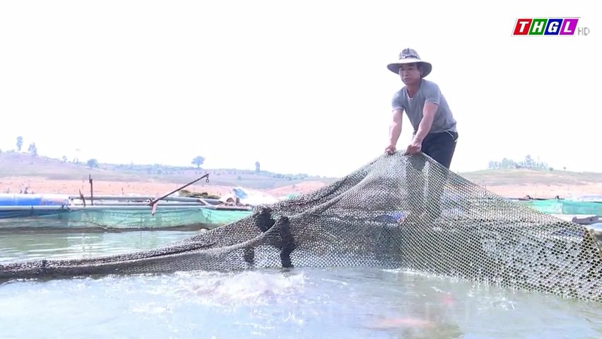 Gần 20 hộ dân trên địa bàn huyện Chư Păh tham gia nuôi cá lồng trên lồng hồ thủy điện và các hồ tự nhiên