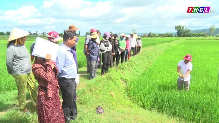 Ia Pa: Tập huấn kỹ thuật sản xuất lúa theo tiêu chuẩn VietGAP