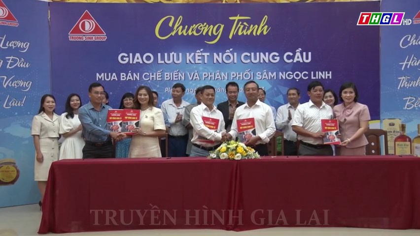 Công ty Trường Sinh tổ chức Chương trình kết nối cung cầu, mua bán, chế biến và phân phối sâm Ngọc Linh
