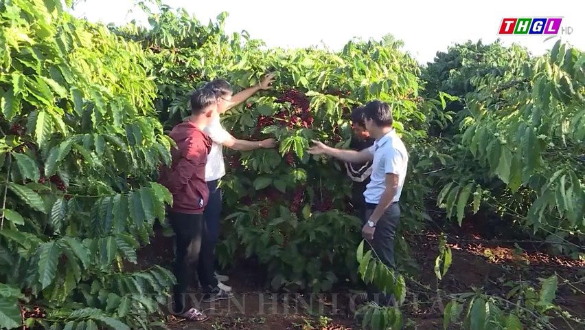 Đến nay, Quỹ hỗ trợ HTX Việt Nam đã hỗ trợ vay cho 04 HTX tại Gia Lai với kinh phí 11,1 tỷ đồng