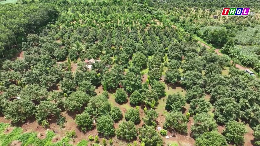 Diện tích sầu riêng ở tỉnh Gia Lai vượt nhiều so với quy hoạch