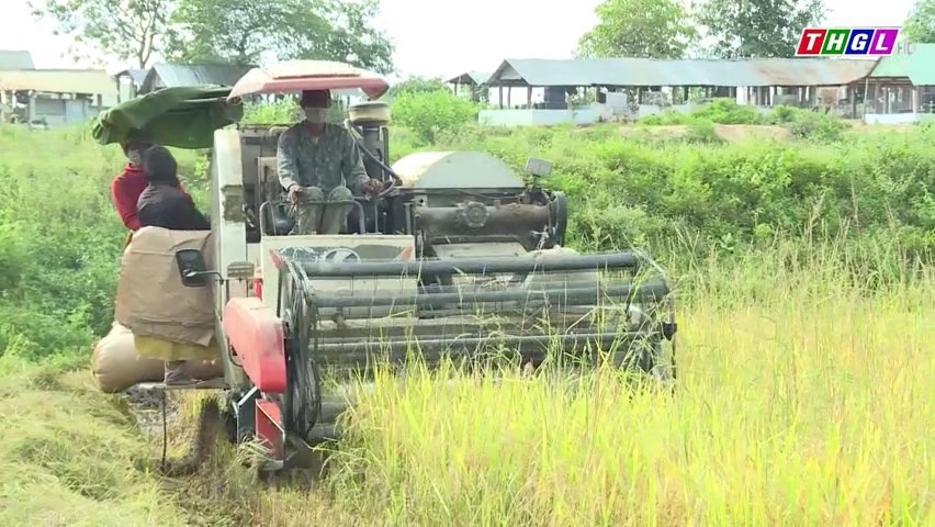 Đồng bào DTTS ở Phú Thiện phát triển sản phẩm lúa gạo theo mô hình cánh đồng lớn