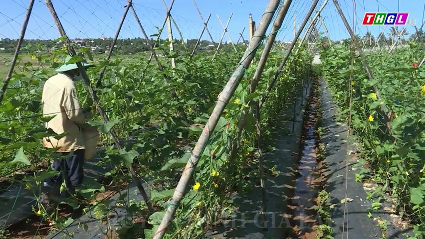 Gia Lai phấn đấu tốc độ tăng trưởng giá trị sản xuất rau, hoa, quả của tỉnh bình quân đạt trên 25%/năm