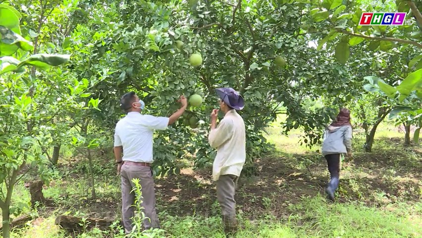 Gia Lai sẽ ưu tiên mỗi địa phương trồng tập trung từ 01-02 loại cây ăn quả có lợi thế