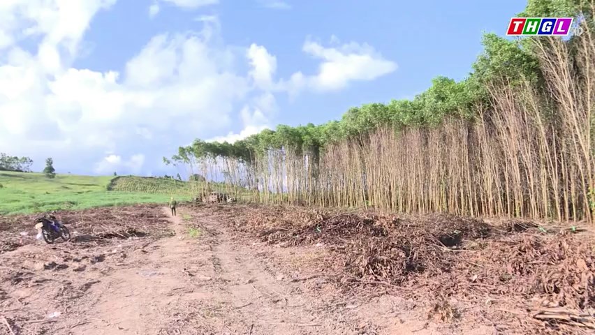 Hỗ trợ trồng hơn 1.134 ha rừng sản xuất và phát triển lâm sản ngoài gỗ theo Chương trình MTQG