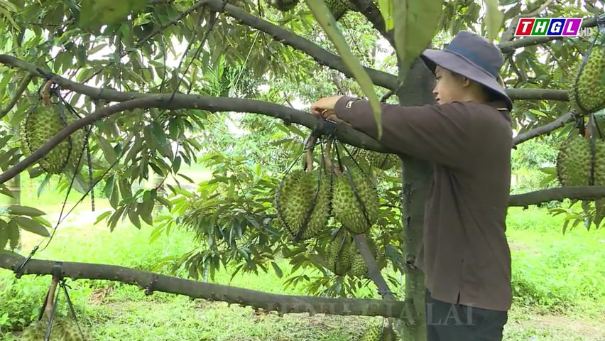 Huyện Chư Păh chú trọng việc xây dựng mã số vùng trồng cho các loại cây ăn trái