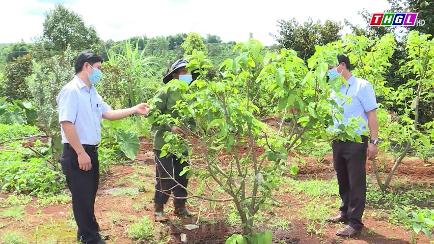 Huyện Chư Prông chú trọng phát triển nông nghiệp công nghệ cao